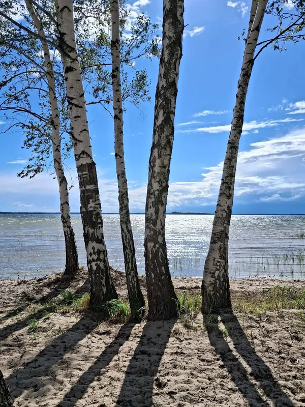 Світязь вразив незвичним видовищем: вода в озері стала схожою на рідке срібло (фото)
