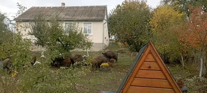 На подвір’ї волинянки серед білого дня господарювали дикі кабани із поросятами (фото)