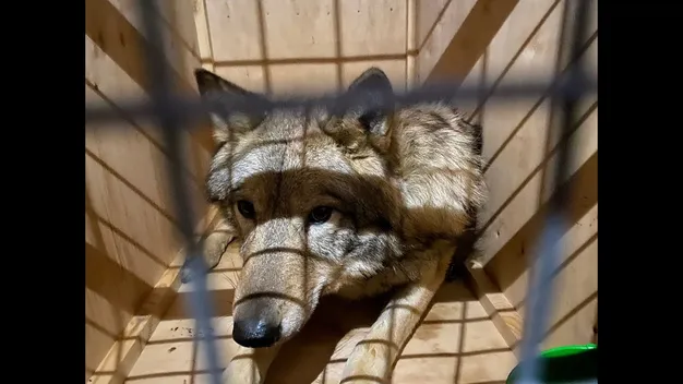 Під виглядом собаки: з України намагались незаконно вивезти вовків (фото, відео)