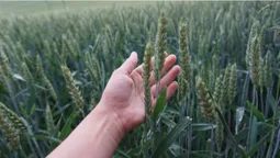 "Вілії" 20 років: як живе найбільше аграрне підприємство Волині (фото)*