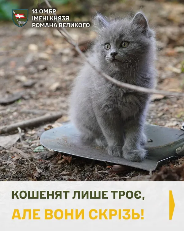 Показали муркотливих ангелів-охоронців артилеристів волинської бригади (фото)