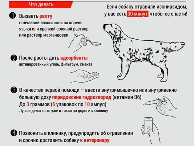 В одному з районів Луцька знайшли отруєних собак