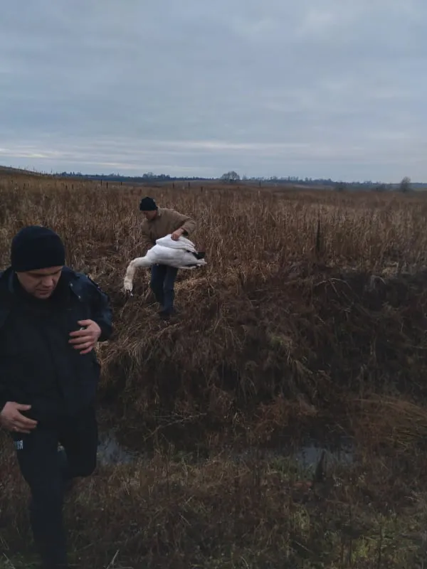 Заради забави: на Волині невідомі застрелили лебедя (фото, відео)