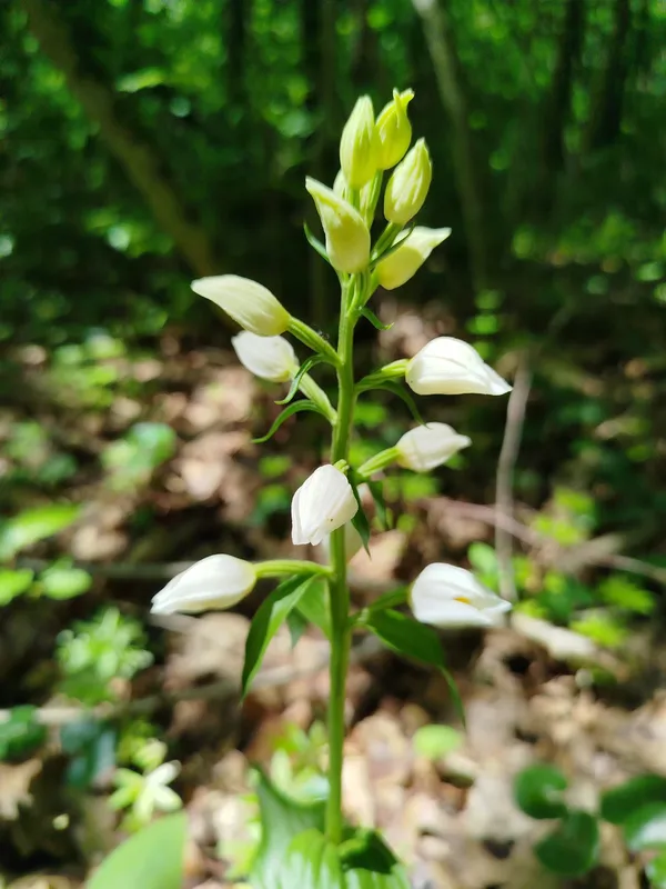Булатка великоквіткова
(Cephalanthera damasonium)