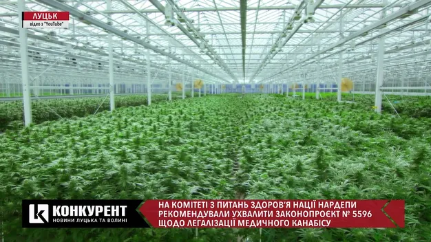 Народні депутати підтримали легалізацію медичного канабісу (відео)
