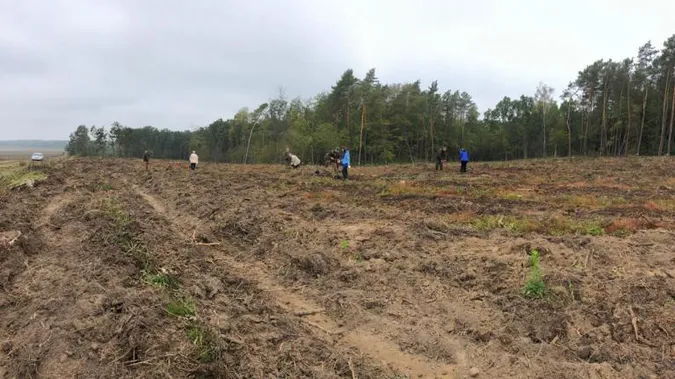 На Волині висадили понад гектар дубів (фото)