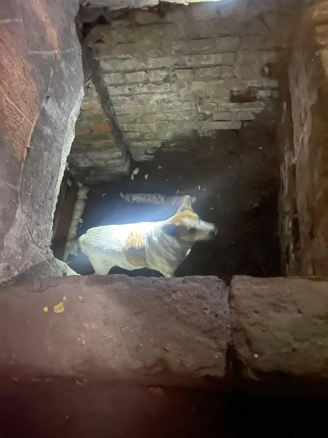 Ковельські рятувальники врятували собаку, який застряг у підвалі (фото)
