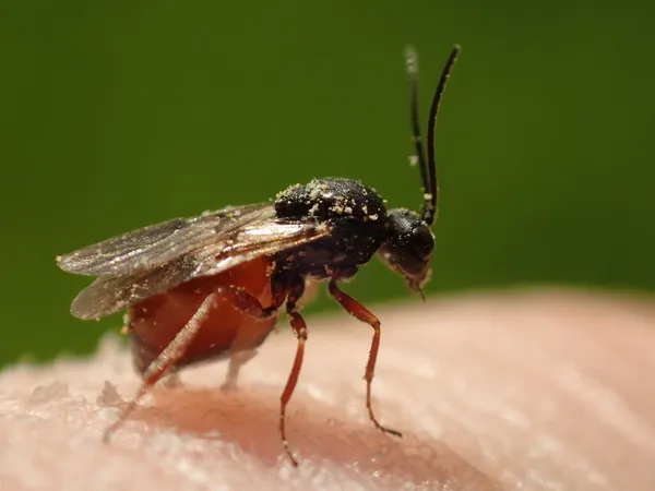 Горіхотворка Diplolepis rosae