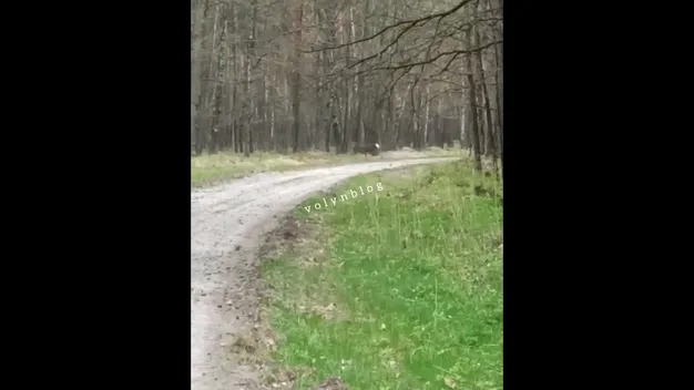 У Звірівському лісництві на дорозі помітили оленів (відео)