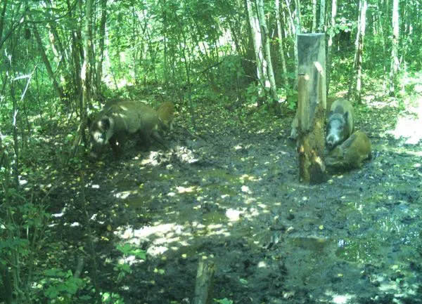 Дикі мешканці «Цуманської пущі» потрапили у фотопастки (фото)
