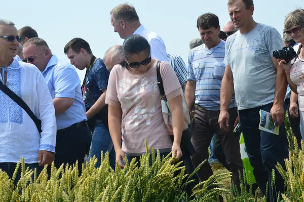 Пшеницю навіть пробували на дотик