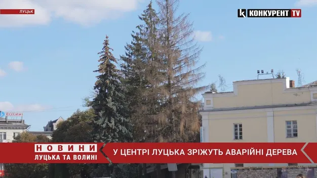 У центрі Луцька позрізають аварійні ялини та каштани (фото, відео)