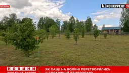 Перший на Волині дендропарк створив вчитель сільської школи (відео)