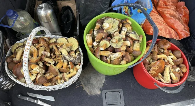 🍄🟫Збирають повні кошики: де на Волині в холод виросло багато грибів (фото)