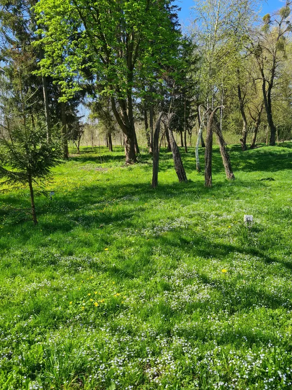 Весняний Луцьк: показали фото заквітчаного міста