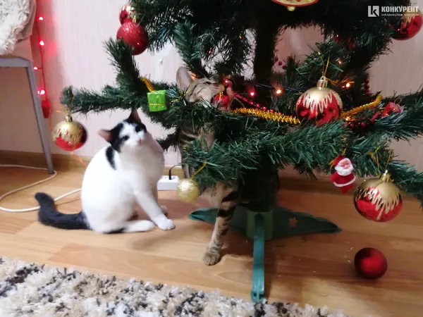 Затишок у домі чи коти