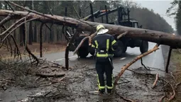 У Луцькому районі вітер повалив на дорогу здоровенне дерево (фото)