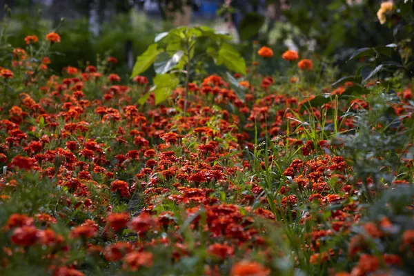 Луцький скульптор заквітчав соняхами 600 кілометрів волинських доріг (відео)