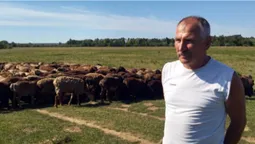 Вівчар пригнав з Донеччини на Волинь 400 овець (фото, відео)