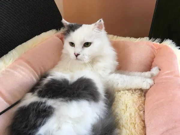 Шикарний котик метис перса, гарнюні зелені очі.
Лойд - котик, віком 1,5 роки, вакцинований, кастрований, оброблений від паразитів. Здоровий котусь, який чекає хто ж його візьме, вичесувати та любити. Привчений до лоточка, акуратний, аристократичний котяр