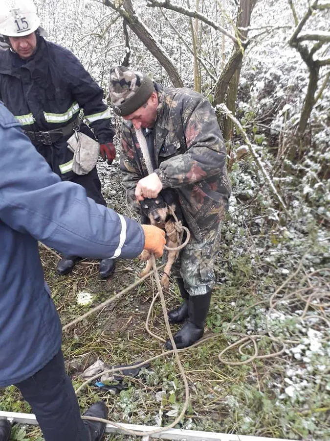 На Волині з 25-метрової криниці витягнули мисливського собаку (фото)