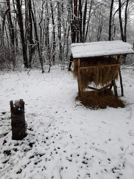 Сіно, віники, картопля, солонці: у нацпарку на Волині підгодовують диких тварин (фото)