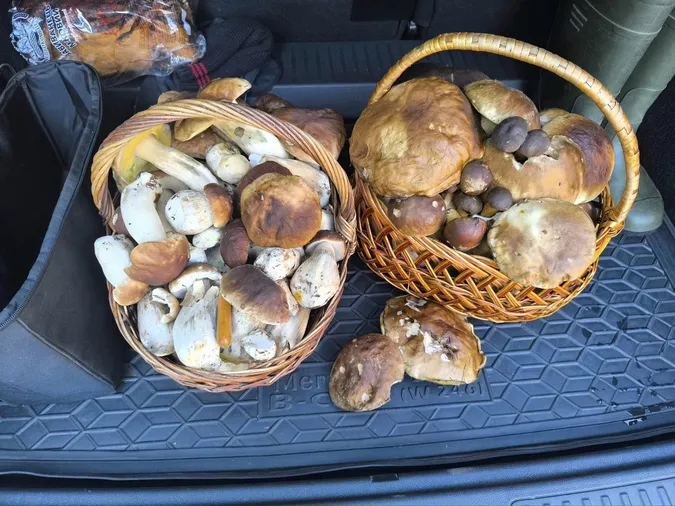 На Маневиччині, попри заморозки, збирають повні кошики грибів (фото)