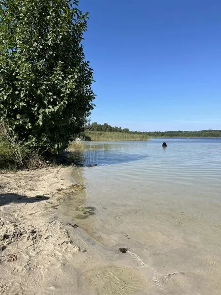 Піщаний берег і прозора, як сльоза, вода: на Волині є озеро, дно якого вкрите унікальним добривом (фото)