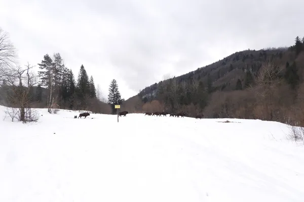 В українських Карпатах зафіксували рекордну кількість зубрів (фото)