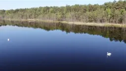 Неймовірні кадри: озеро Святе, що на Волині, показали з висоти (відео)