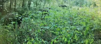 Господарюють у хащах: фотопастка у нацпарку «Пуща Радзівіла» впіймала сімейство свиней (фото)