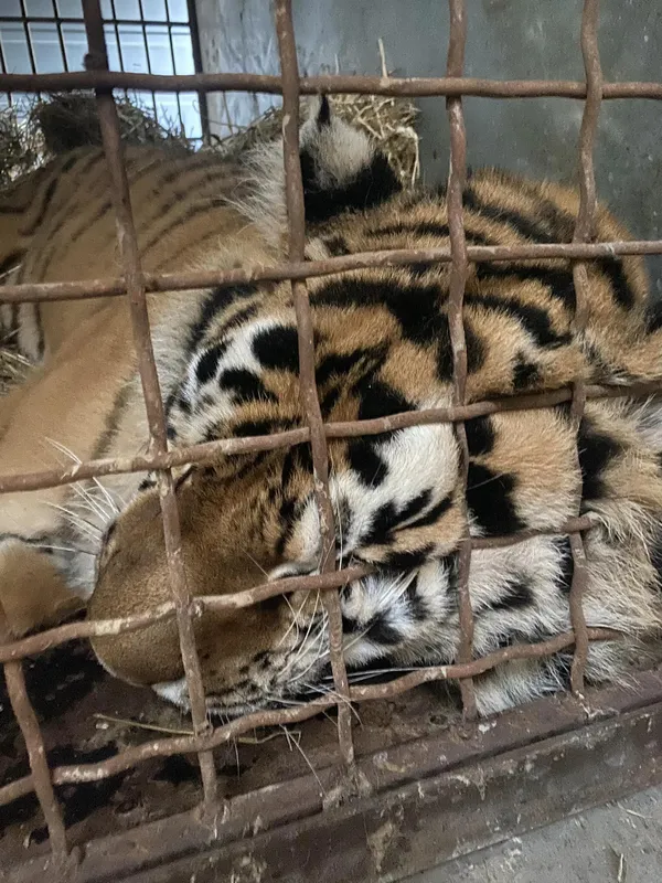 Луцьку тигрицю перевозять до Черкас: повідомили причину