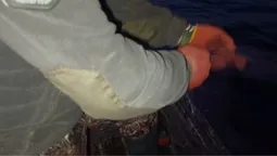 Понад 800 метрів сіток: на Світязі виявили 15 браконьєрських знарядь лову
