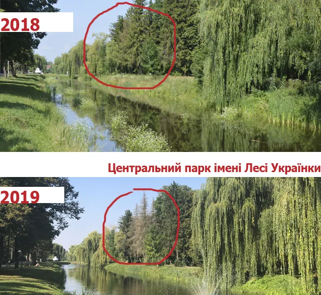 Клімат змінюється: чому Волинь втрачає дерева