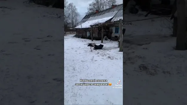 Зимова аномалія: хто з невідомих причин лишився зимувати на Волині (відео)