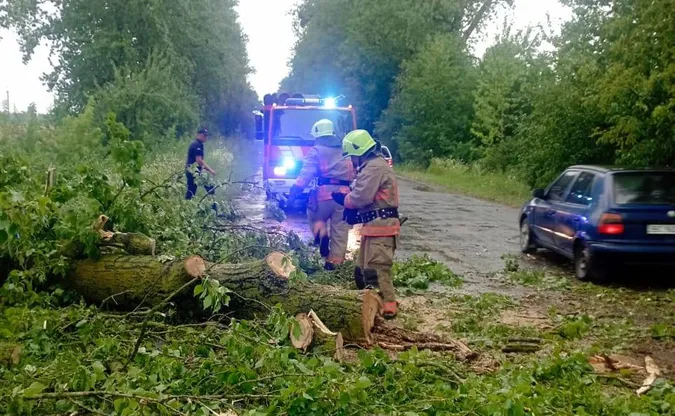 Вирувала негода: на Волині дерево впало на проїжджу частину (фото)