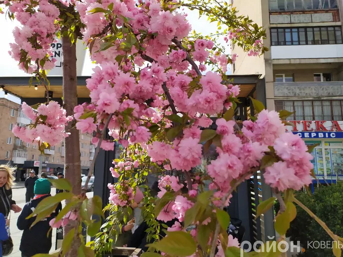 Сезон яскравих селфі відкрито: у Ковелі зацвіли сакури (фото)