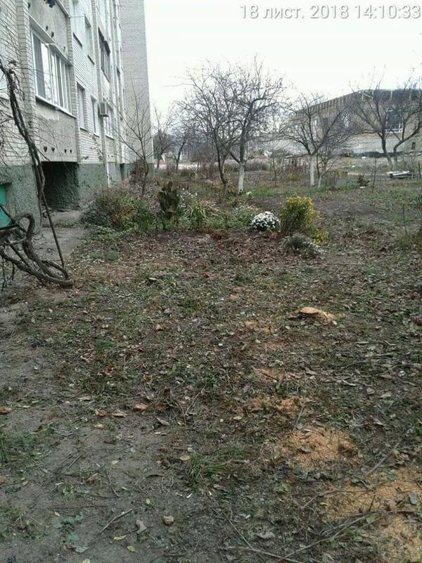 У Луцьку незаконно зрізали фруктові дерева