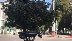 Повісили на дереві: на проспекті Волі в незвичному місці припаркували електросамокат (фото)