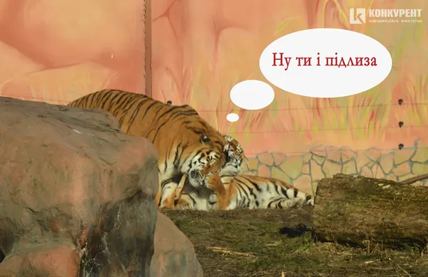 Одна хвилина в житті луцьких тигрів (КОМІКС)