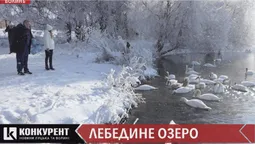 "Хліб - це людська їжа": чому через необізнаність волинян можуть хворіти лебеді (відео)