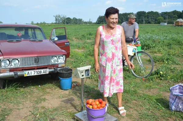 Під Луцьком – плантація дешевих помідорів
