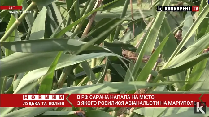 На місто, з якого бомбили Маріуполь, напала гігантська хмара сарани (фото, відео)