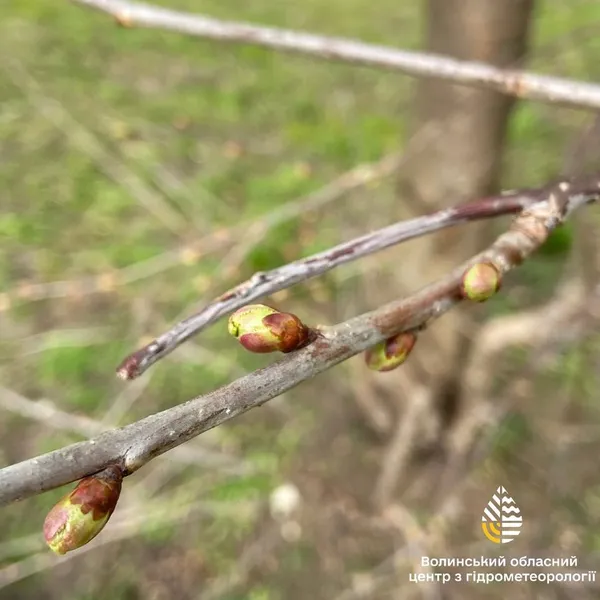Коли цьогоріч на Волині зацвітуть вишні та яблуні