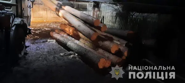 Біля Ківерців і в Старій Вижівці: поліцейські знайшли незаконно зрубані сосни (фото, відео)