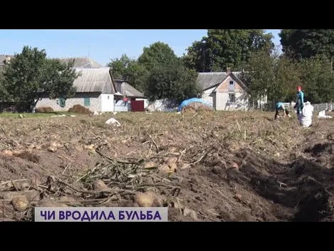Картопляний сезон на Волині: як копають і за скільки продають (відео)