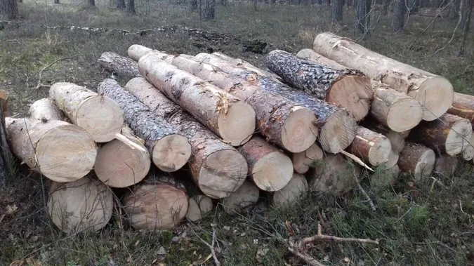 На Волині штрафують лісокрадів