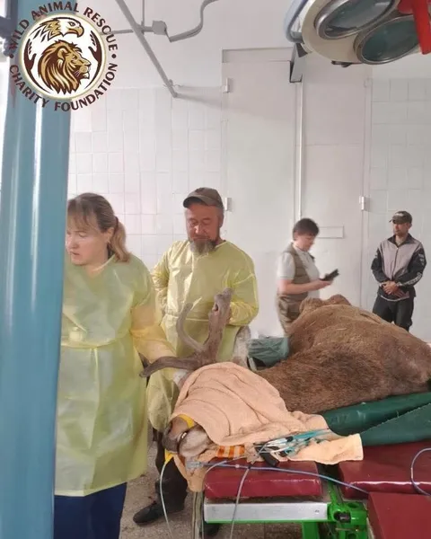 Оленя Бориса терміново прооперували: що відомо про його стан (фото)