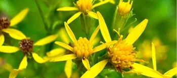 Яскрава пастка: у лісі зацвіла дивовижна отруйна квітка (фото)