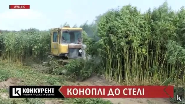 Поблизу Луцька знайшли плантацію конопель (відео)